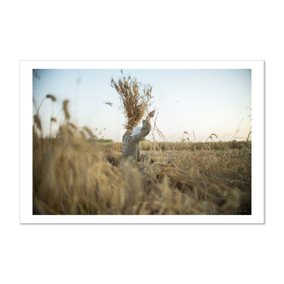 Wheat Harvest in Minya, Egypt