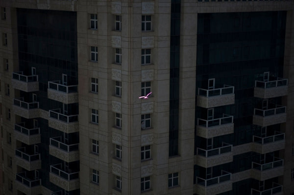 Bird In Limbo