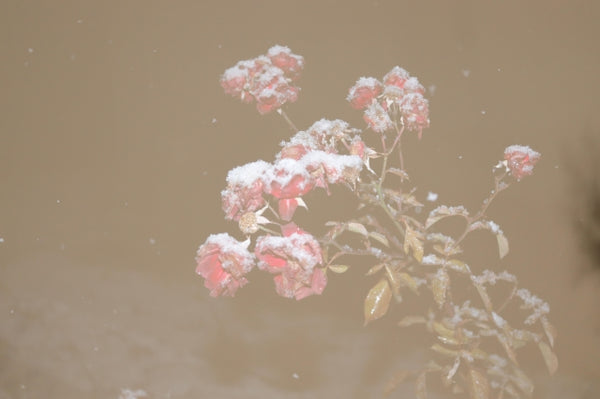 Untitled 6, from “The Weight of Snow on Her Chest”