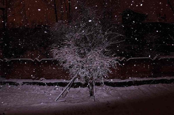 A Self-Portrait, from “The Weight of Snow on Her Chest”