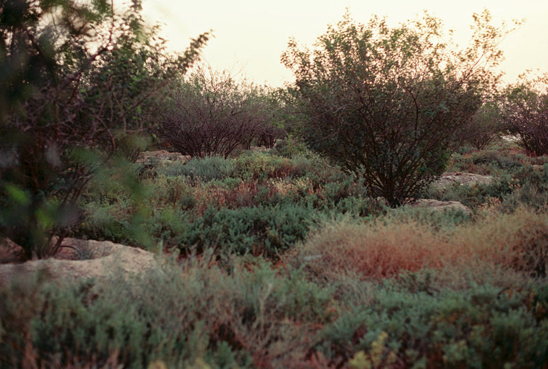 Photo Walk | Qudra Lakes with Carmencita 1Hundred Film