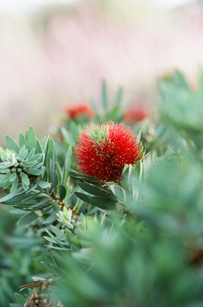 Kodacolor 100 | Color Negative Film