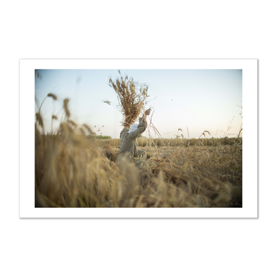 Wheat Harvest in Minya, Egypt