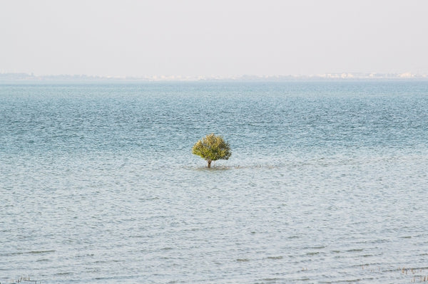 A Tree In The Sea