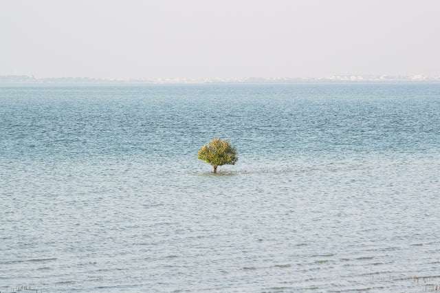 A Tree In The Sea