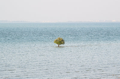A Tree In The Sea