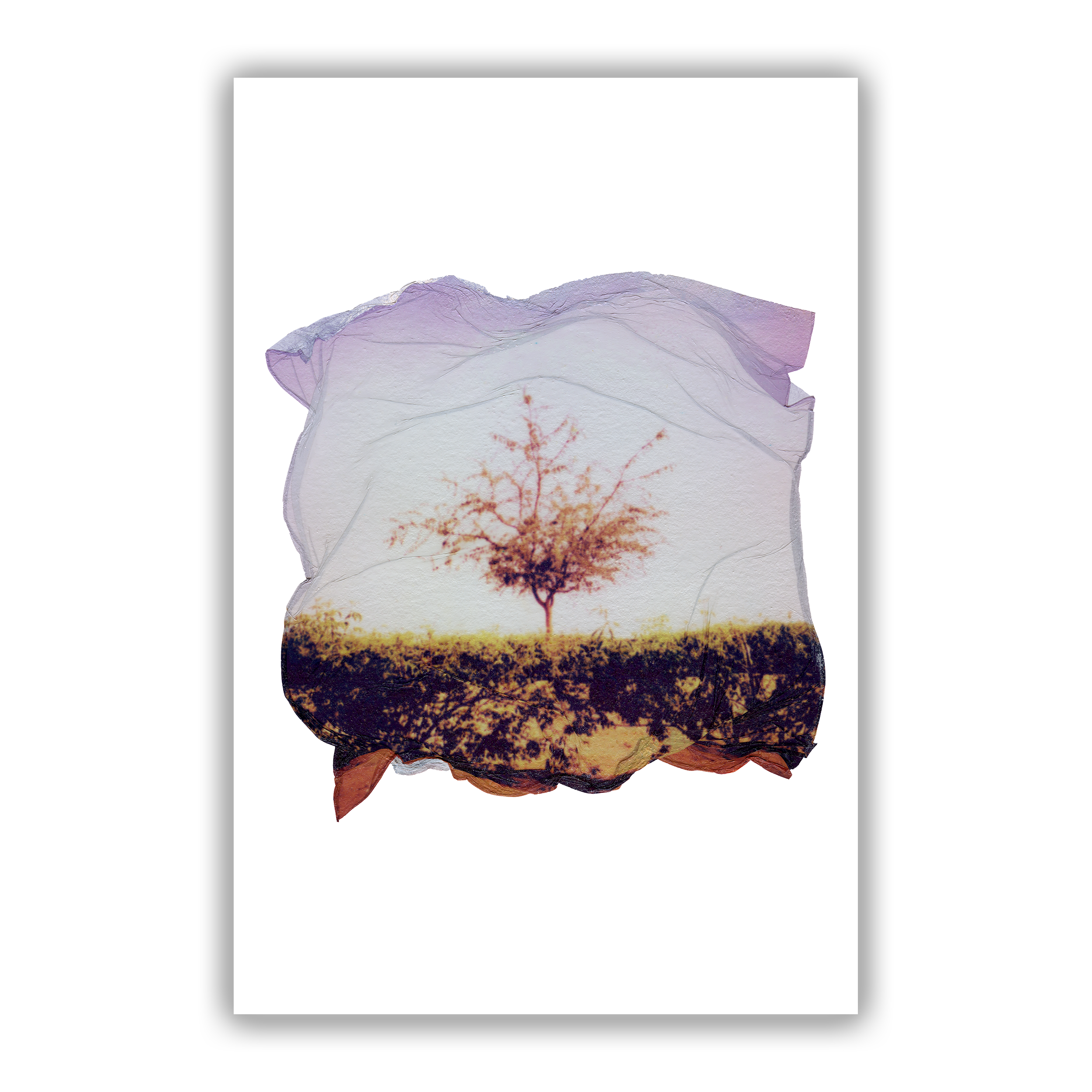 Ghaf (Emulsion Lift), 2023