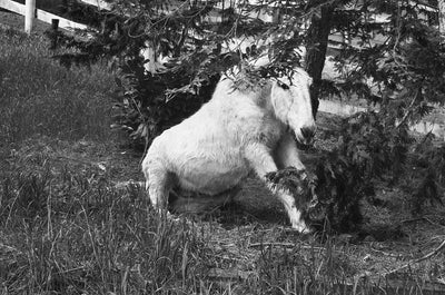 Mule Rising