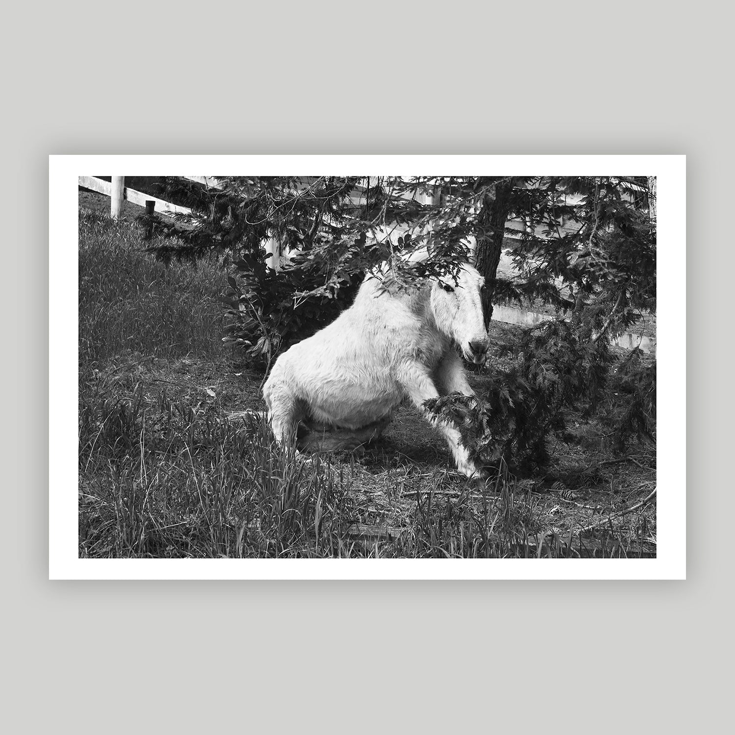 Mule Rising