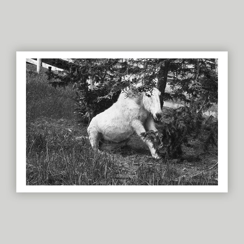 Mule Rising