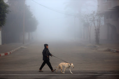 Through the Fog