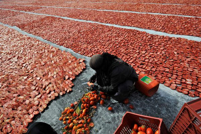 A Woman Works to Dry Tomatoes in Luxor