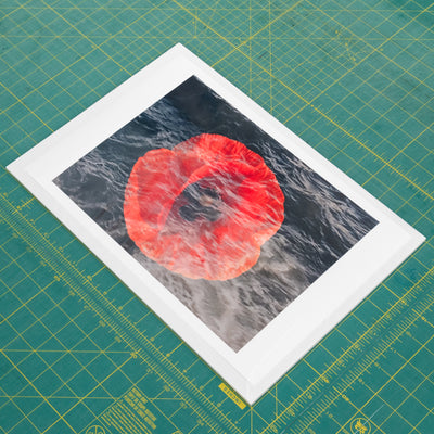 Martyr's Rose