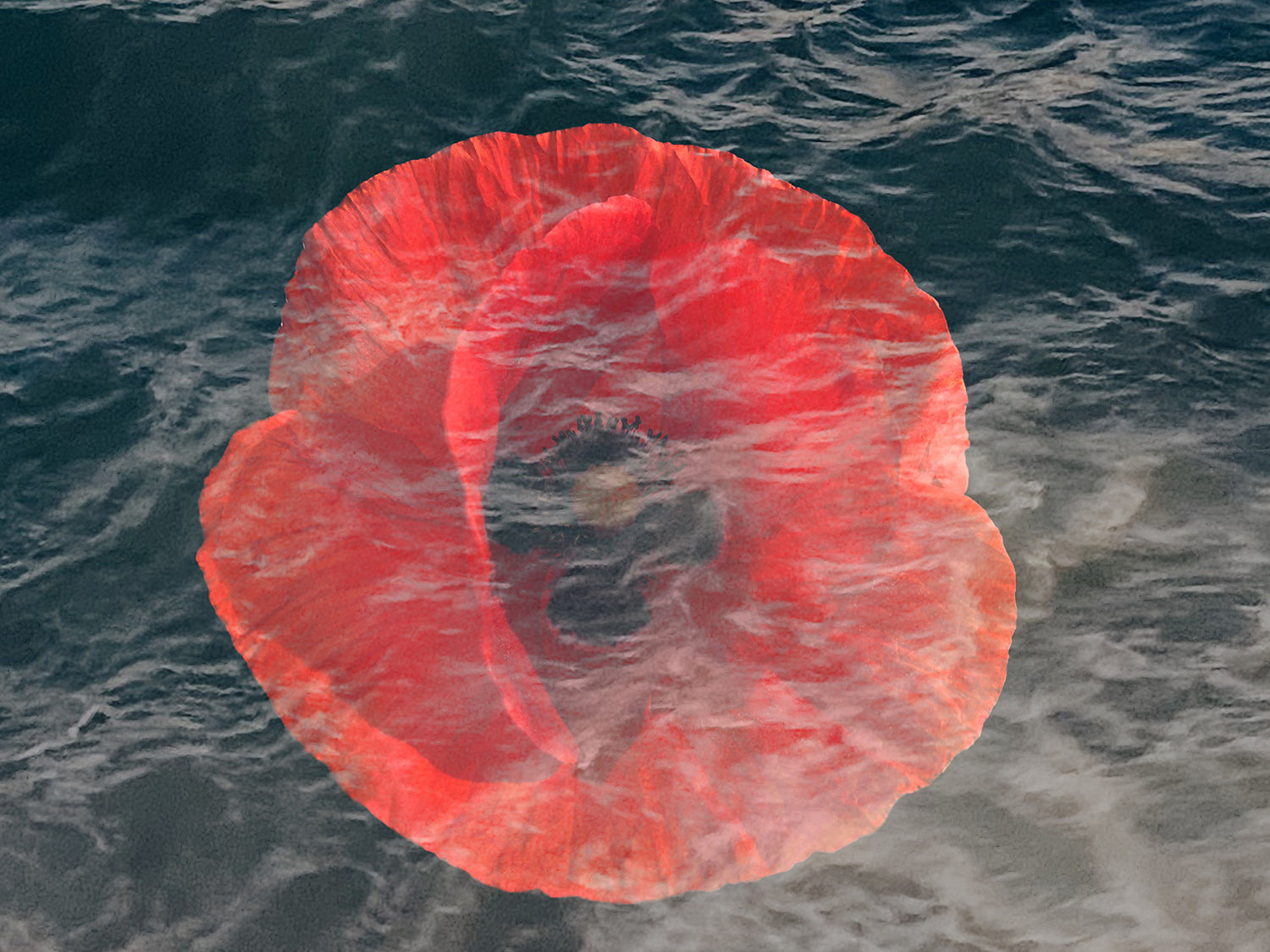 Martyr's Rose
