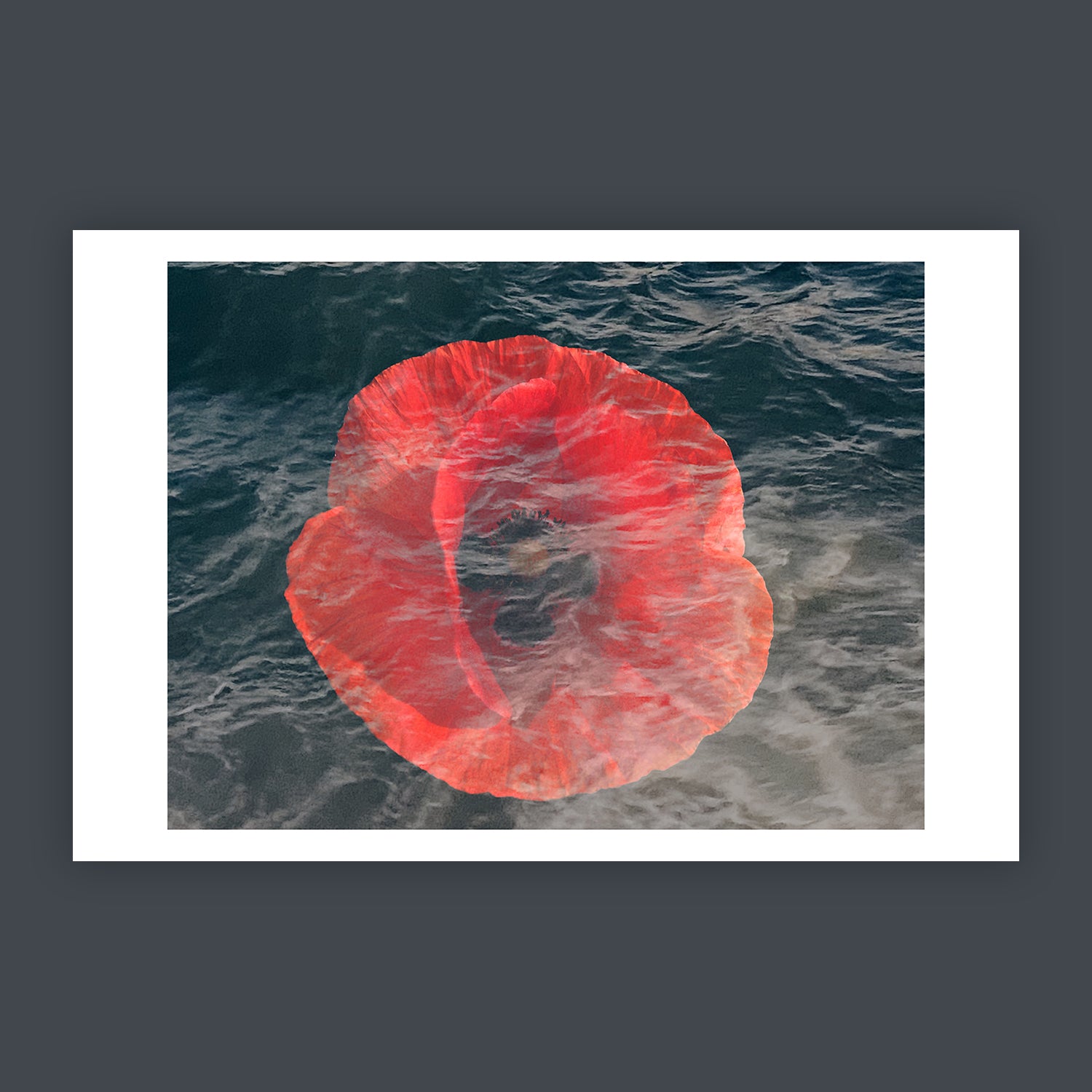 Martyr's Rose