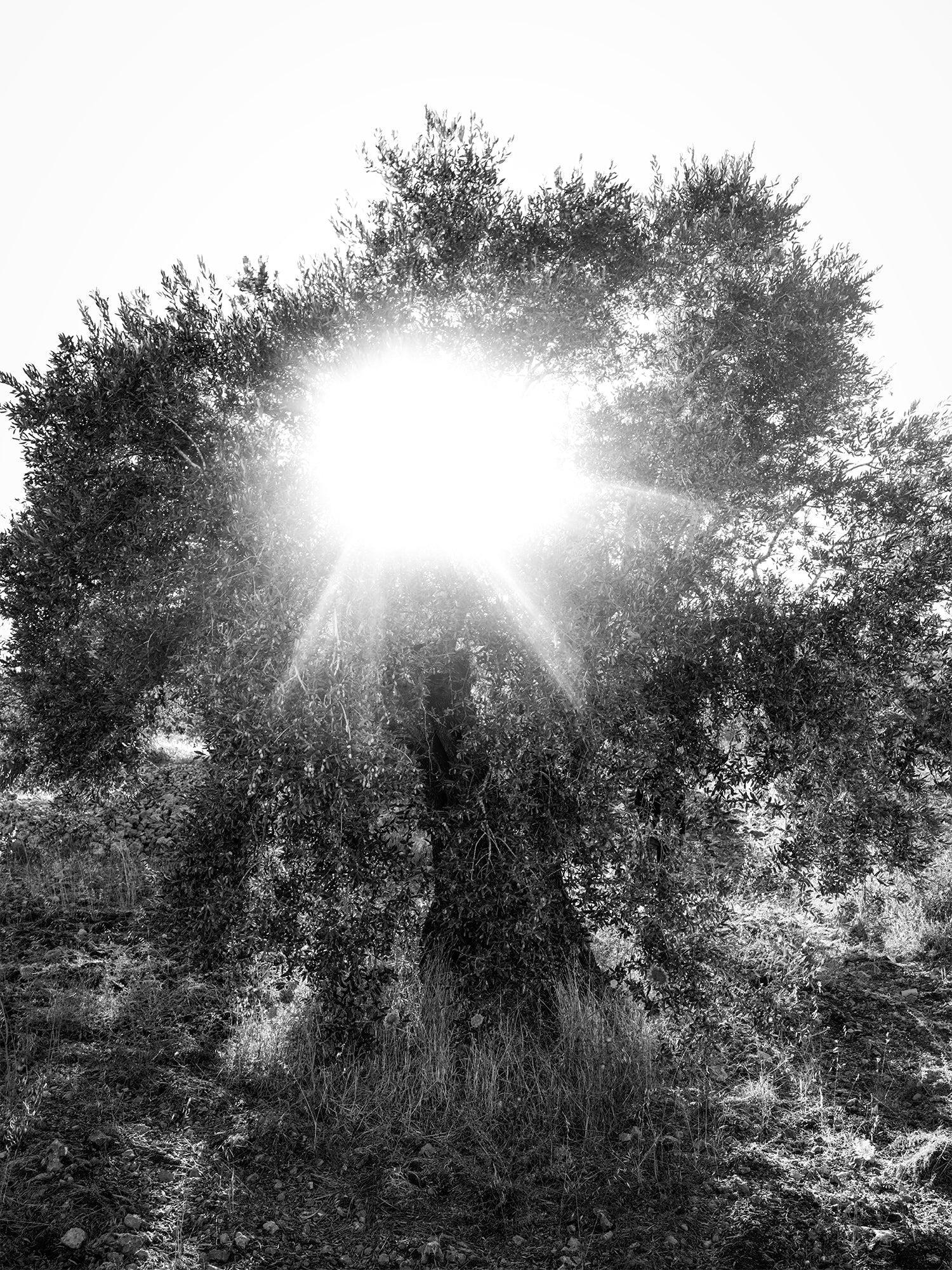 Heaven’s Gate