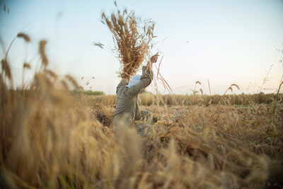 Wheat Harvest in Minya, Egypt