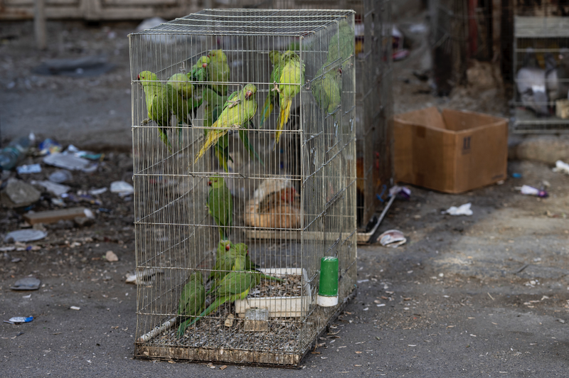 Birds of Balata Refugee Camp