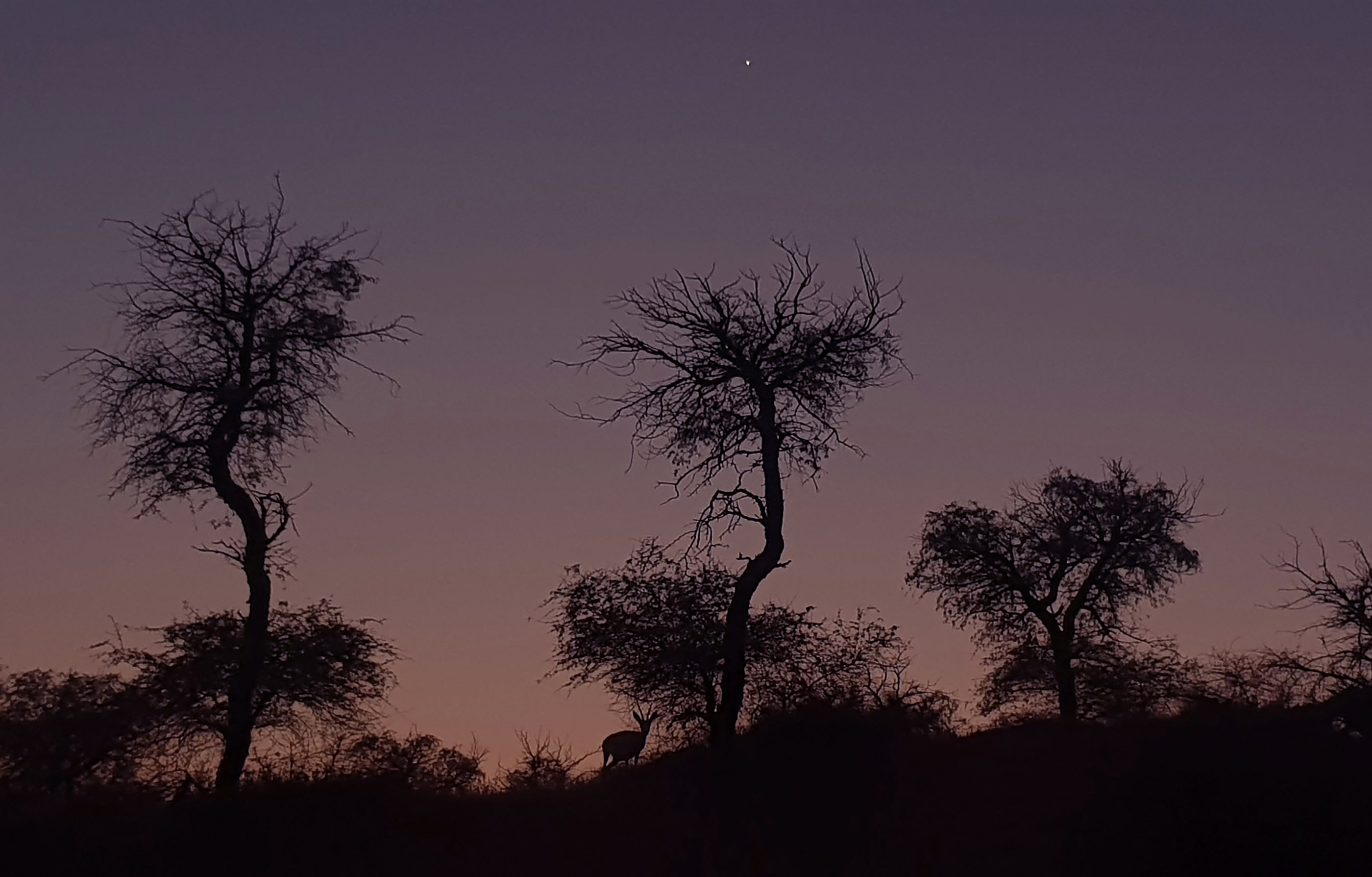 Venus and the Gazelle