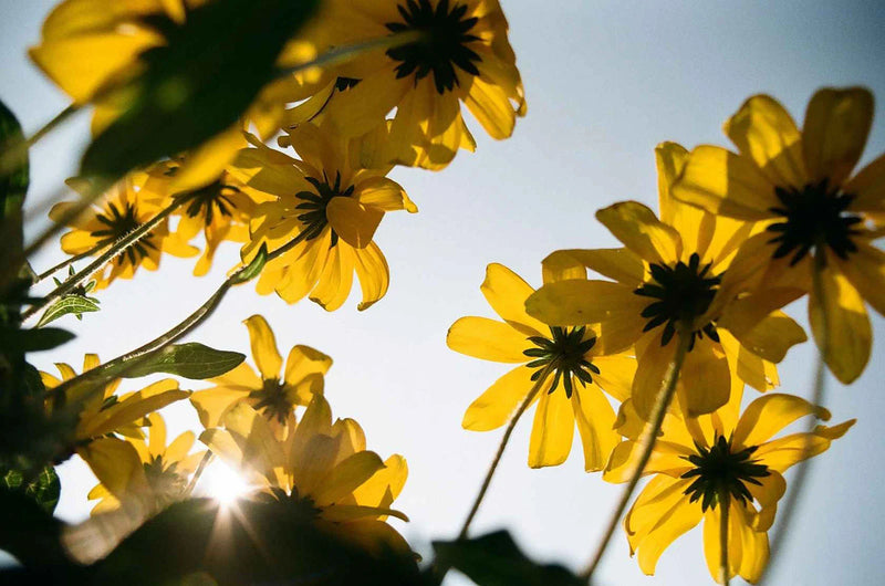 Kodacolor 100 | Color Negative Film